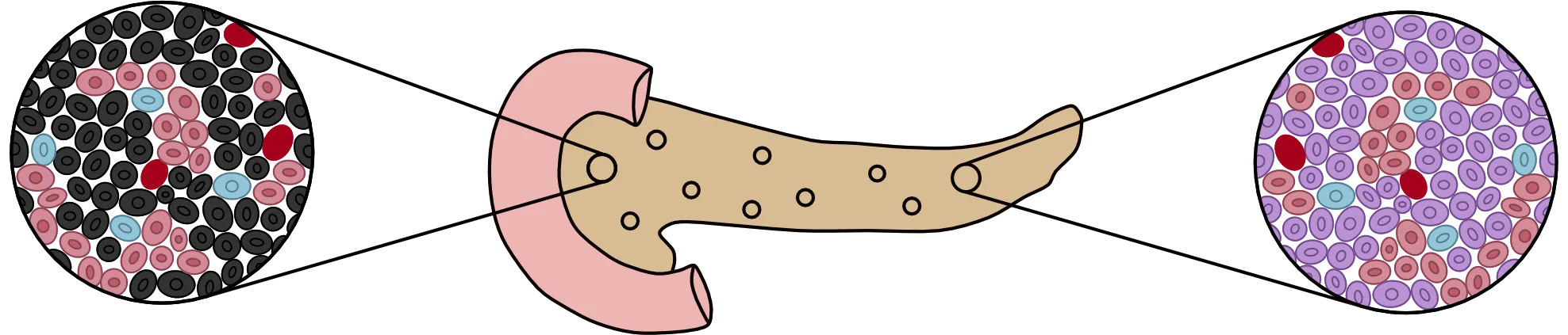 pancreas diagram