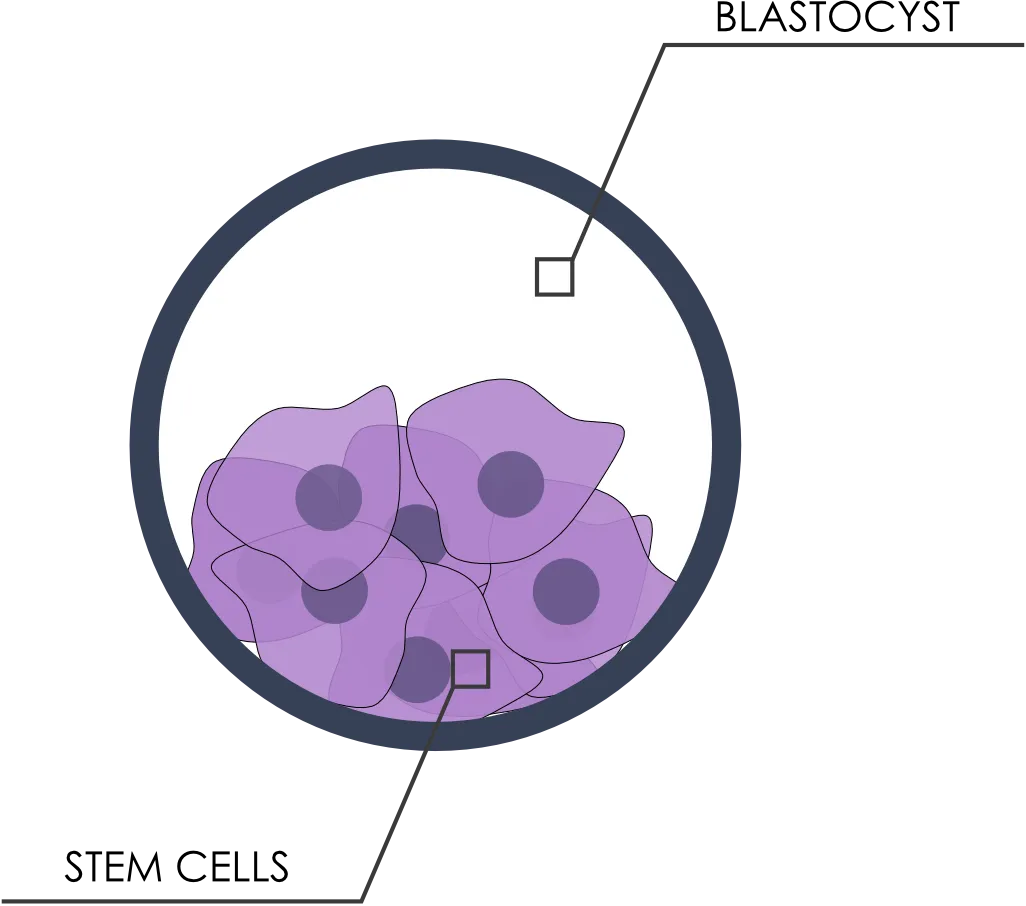 stem cells diagram