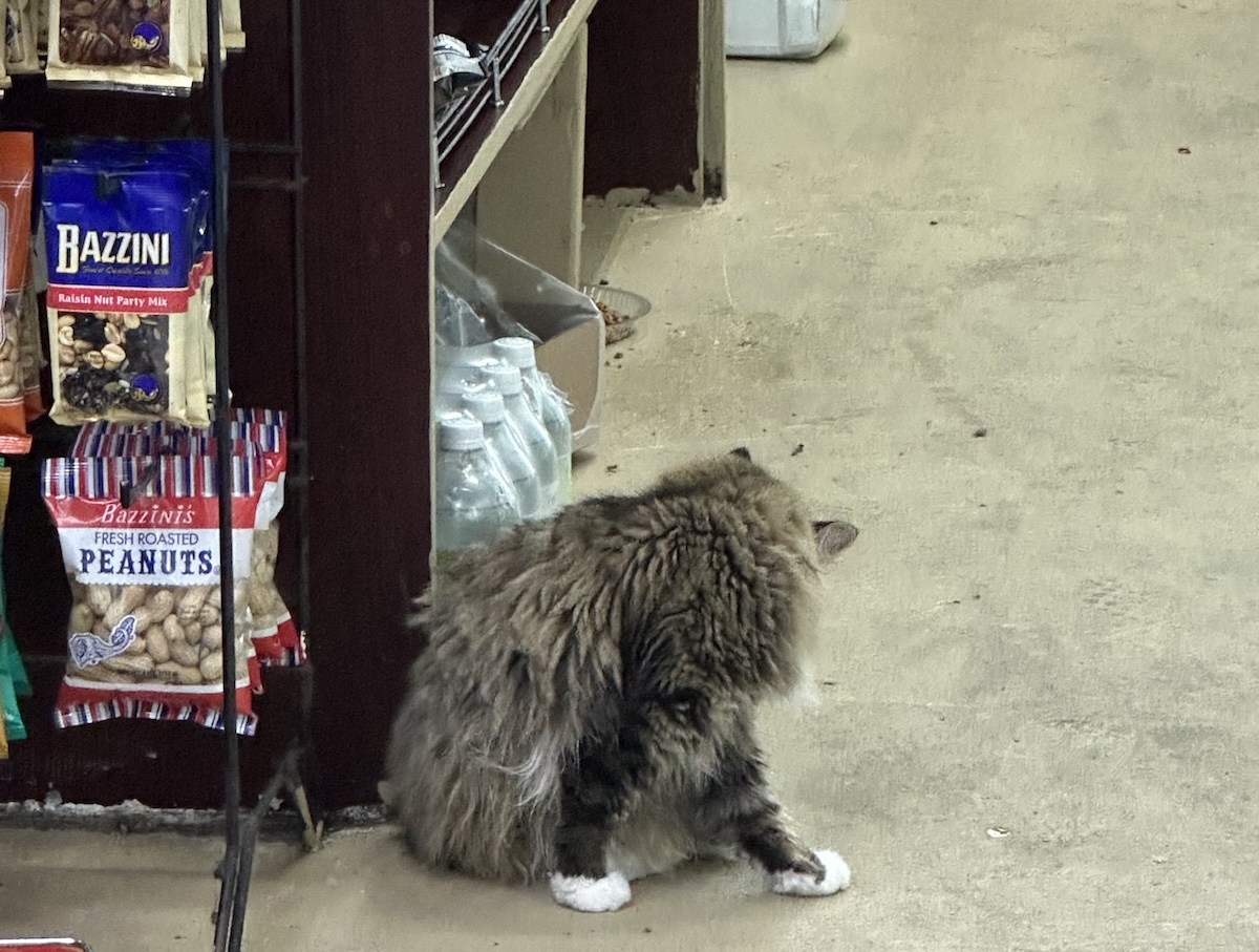 bodega cat