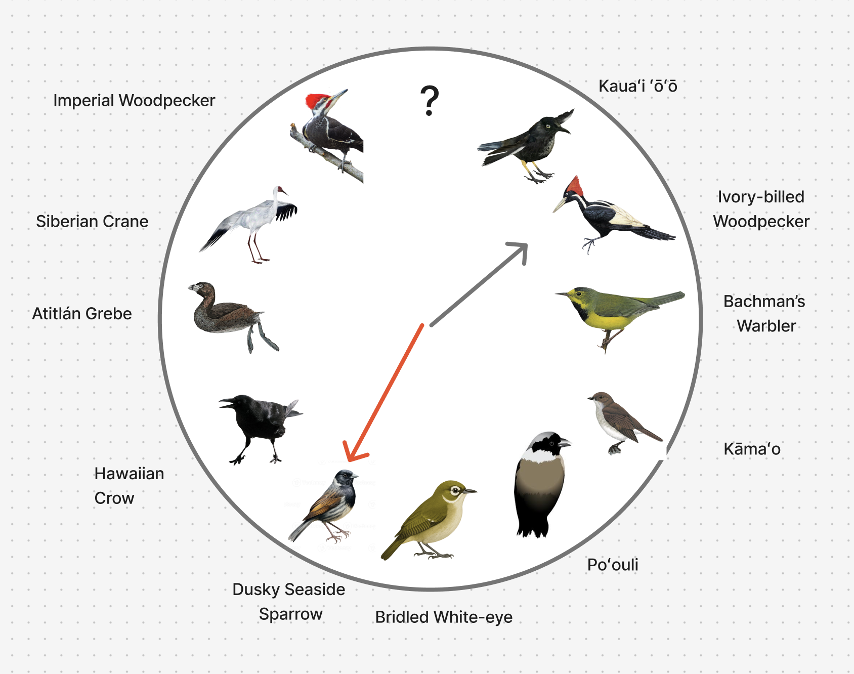 bird clock